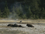 A Bison Calf at Vigil Next to Mothers Carcass While a Coyote Watches Photographic Print by Norbert Rosing