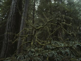 A View of Trees in the Temperate Rainforest of the Hoh River Valley Photographic Print by Sam Abell