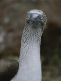 A Close View of a Bluefooted Boobie Bird Photographic Print