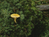 Deep Green Mosses Surround a Delicate Yellow Mushroom Photographic Print