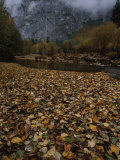Fallen leaves cover the ground near the Merced River Lámina fotográfica Fallen leaves cover the ground near the Merced River Lámina fotográfica