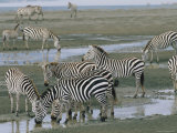 Zebra at Watering Hole, Ngorongoro Crater, Tanzania Photographie