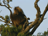 A Male Gelada on a Tree Top Perch Photographic Print