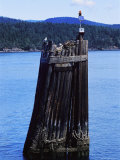 A Gull Sits Atop a Piling with a Navigational Light Photographic Print
