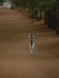 A Verreauxs Sifaka Lemur Leaps into the Air Photographic Print