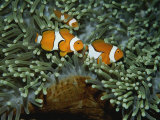 A Trio of False Clown Anemonefish in the Tentacles of Sea Anemones Fotoprint van Wolcott Henry A Trio of False Clown Anemonefish in the Tentacles of Sea Anemones Fotoprint van Wolcott Henry