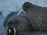 Two Atlantic walruses relax in shallow water near an ice floe Lámina fotográfica