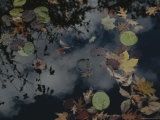The Sky is Reflected in a Pond Filled with Water Lilies Photographic Print by Stephen Alvarez
