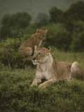 African Lionesses Photographie