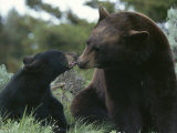 Captive American Black Bear and Cub Photographie