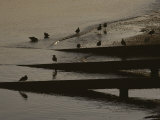 Birds Wade on the Beach at Neah Bay Photographic Print