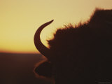 An American Bisons Powerful Head Silhouetted against the Evening Sky Photographic Print by Joel Sartore