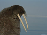 A close view of an adult Atlantic walrus Lámina fotográfica
