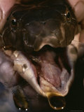Close View of King Cobra Being Milked for Venom Photographic Print