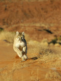Mountain Lion Running Towards Camera Photographic Print by Norbert Rosing