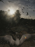 Seabirds Fill the Sky over Palmyra Atoll Photographic Print