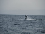 A Whale, Flukes Raised, Dives into the Sitkinak Strait Photographic Print