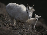 Female Rocky Mountain Goat with Her Kid Photographic Print
