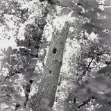 A Black and White View of the Interior of a Forest Photographic Print by Sam Kittner