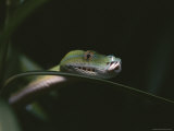 A Green Tree Python Peers out from Leaves Photographic Print