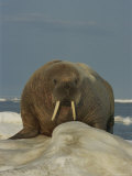 A frontal view of an adult Atlantic walrus Lámina fotográfica