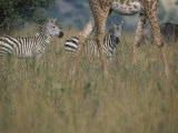 Zebra Stand Alert Behind the Legs of a Giraffe Photographie