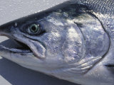 A Close View of the Head of a King Salmon, Oncorhynhus Tshawytscha Photographic Print