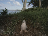 A Boobie Rests in an Alcove Along the Shore of Palmyra Island Photographic Print by Randy Olson