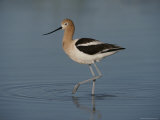 Close View of an American Avocet Photographie