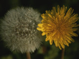 Two Stages of Dandelion Side by Side, Yellow Petals and Seed Head Photographic Print by Stephen St. John