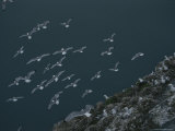 A Flock of Kittiwakes, Rissa Sp., Take of from a Cliffside Rookery Photographic Print