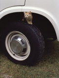 Kitten on Tire, in Wheel Well of Vehicle Impressão fotográfica Kitten on Tire, in Wheel Well of Vehicle Impressão fotográfica