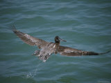 Brown Pelican in Flight Photographic Print by Marc Moritsch