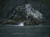 Seals Dive from a Rock into the Water Photographic Print
