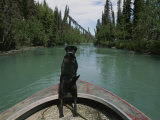 A Black Labrador Dog Travels up the Kenai River on a Boats Bow Photographic Print by Joel Sartore