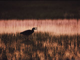 A Silhouetted Egret Captures a Small Crab in the Assateague Marshland Photographic Print
