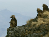 A Family Group of Geladas Sits Near a Cliffs Edge Photographic Print