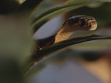 A Small Cobra Slithers Among the Leaves of a Plant Photographic Print by Mattias Klum