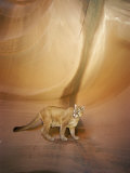 Mountain Lion on Rock Formation Photographic Print