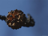 A Close View of a Lodgepole Pine Cone Burnt by a Forest Fire Photographic Print