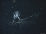 A Ctenophore with its Tentacles Trailing Through Icy Arctic Water Photographic Print