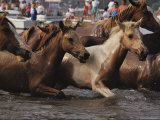 A Group of Foals Comes Ashore Following the Chincoteague Pony Swim Photographic Print by Medford Taylor