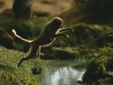 A Female Gelada Leaps Across a Small Stream Photographic Print