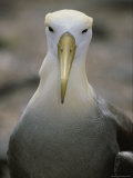 A Head-On Portrait of a Waved Albatross Photographic Print by Michael Melford
