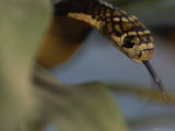 A Close View of a Small King Cobra Flicking its Tongue Photographic Print