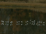 Waterfowl Stand in Shallow Water Photographic Print