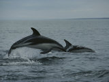 Dusky Dolphins Leap Above the Water as They Track Anchovies Photographic Print