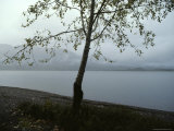 A Storm Passes over Lake Quinault Photographic Print by Sam Abell