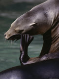 Sea Lion Photographic Print by Medford Taylor