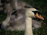 An Alert Wild Swan Guards Gray Infant Swans Resting in the Grass Photographic Print